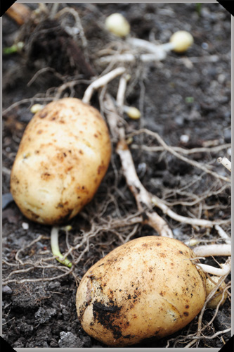 Not what you'd call a good crop of new potatoes Not what you'd call a good crop of new potatoes