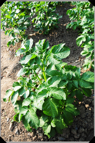 Potato plant Potato plant