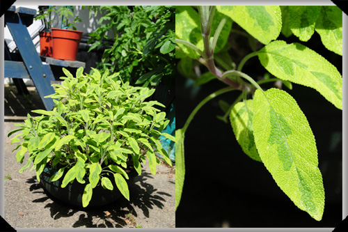Sage plant Sage plant